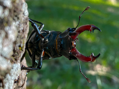 Lucanus cervus cervus