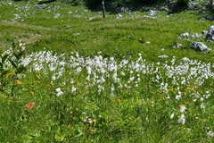 Eriophorum latifolium