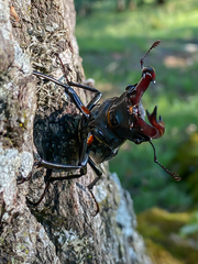 Lucanus cervus cervus