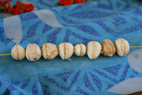 Canarium indicum
