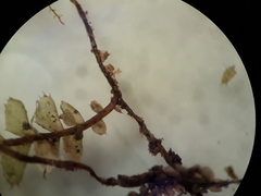 Plagiochila incurvicolla