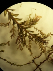 Plagiochila incurvicolla