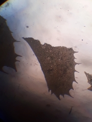 Plagiochila incurvicolla
