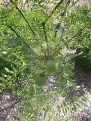 Xanthoceras sorbifolium