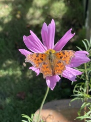 Polygonia c-album