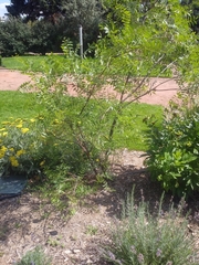 Xanthoceras sorbifolium