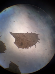 Plagiochila incurvicolla