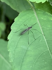 Gnophomyia