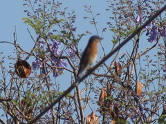 Sialia sialis