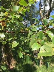 Betula celtiberica