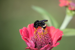 Bombus mexicanus