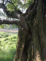 Betula celtiberica