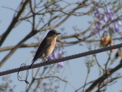 Sialia sialis
