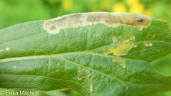 Calycomyza solidaginis