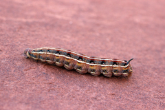 Hyles livornicoides