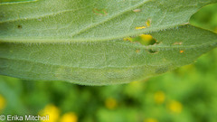 Calycomyza solidaginis