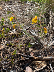 Chamaecrista lineata keyensis