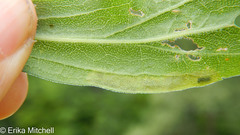 Calycomyza solidaginis