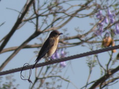 Sialia sialis