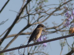 Sialia sialis