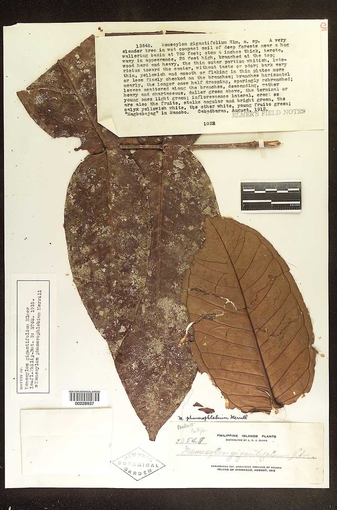 Memecylon paniculatum