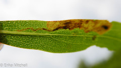 Calycomyza solidaginis
