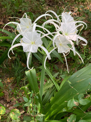 Hymenocallis occidentalis