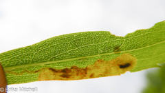 Calycomyza solidaginis
