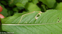 Mompha argentimaculella