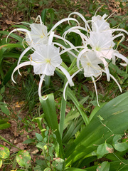 Hymenocallis occidentalis