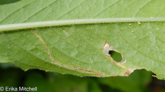 Mompha argentimaculella