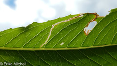 Mompha argentimaculella