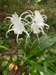Hymenocallis occidentalis