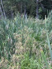 Scirpus atrocinctus