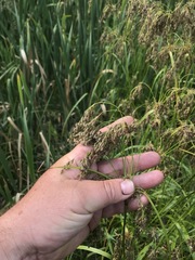 Scirpus atrocinctus