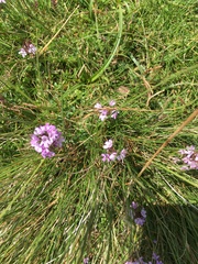 Thymus praecox britannicus