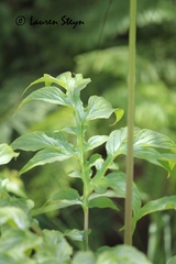 Tacca leontopetaloides