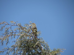 Toxostoma curvirostre
