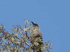 Toxostoma curvirostre