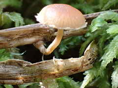 Deconica crobula
