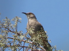 Toxostoma curvirostre