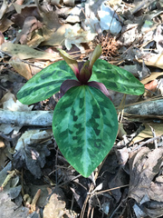 Trillium reliquum