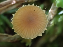 Deconica crobula