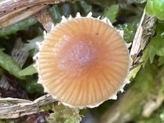 Deconica crobula