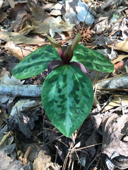 Trillium reliquum