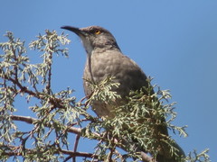 Toxostoma curvirostre