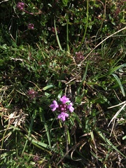 Thymus praecox britannicus