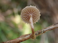 Deconica crobula