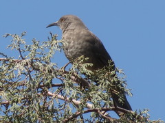 Toxostoma curvirostre