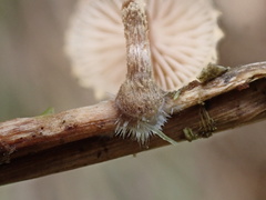 Deconica crobula